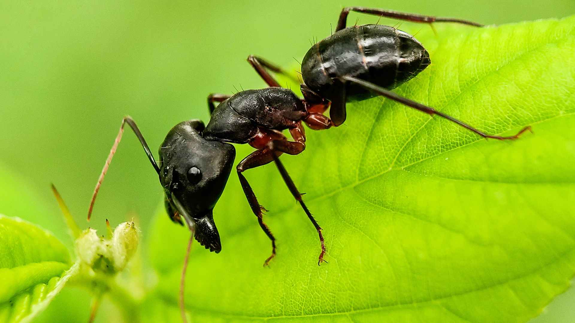 Carpenter Ant Nest: What Should You Look For?