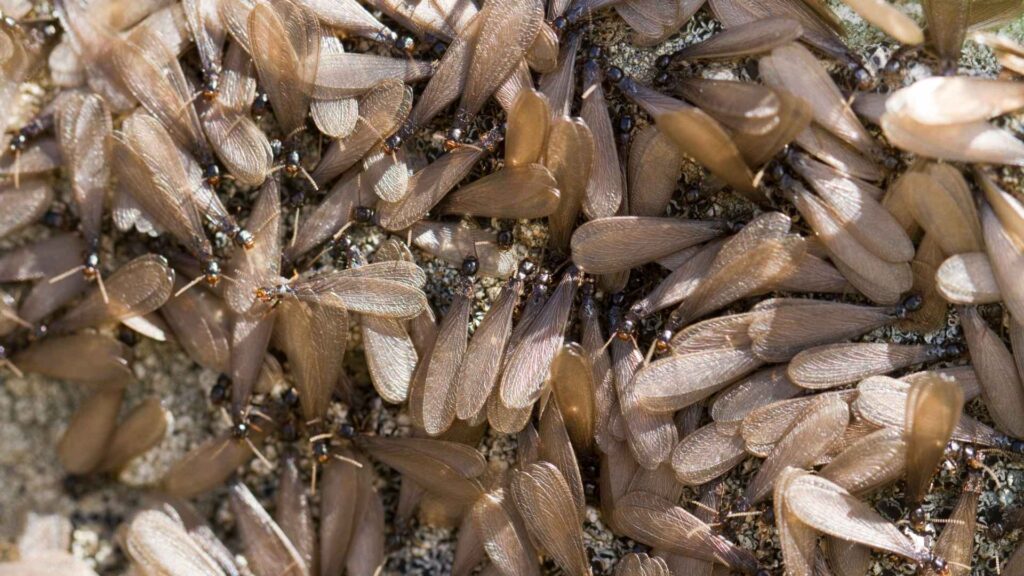 multiple flying termites to illustrate how does an infestation look and how to get rid of them.