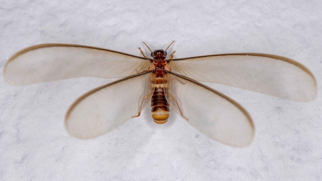 flying termite with the wings wide open to explain why do termites fly