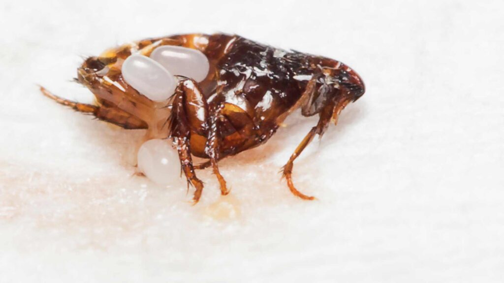 eggs inside a flea to represent flea control solutions when Diatomaceous Earth Not Killing Fleas