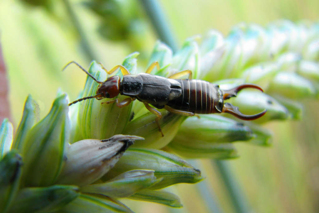 earwigs on a flower to illustrate the best treatments for them 