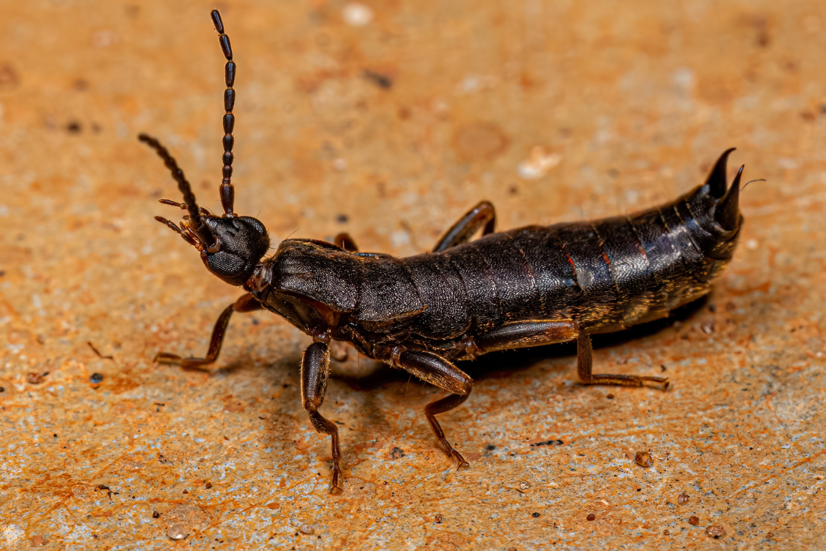 best treatment for earwigs