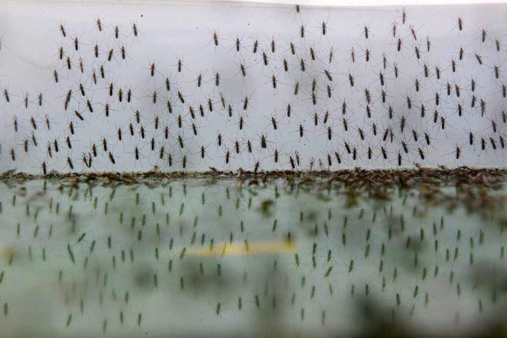 stagnant water swarm by mosquitoes as the principal causes of mosquito infestation in house