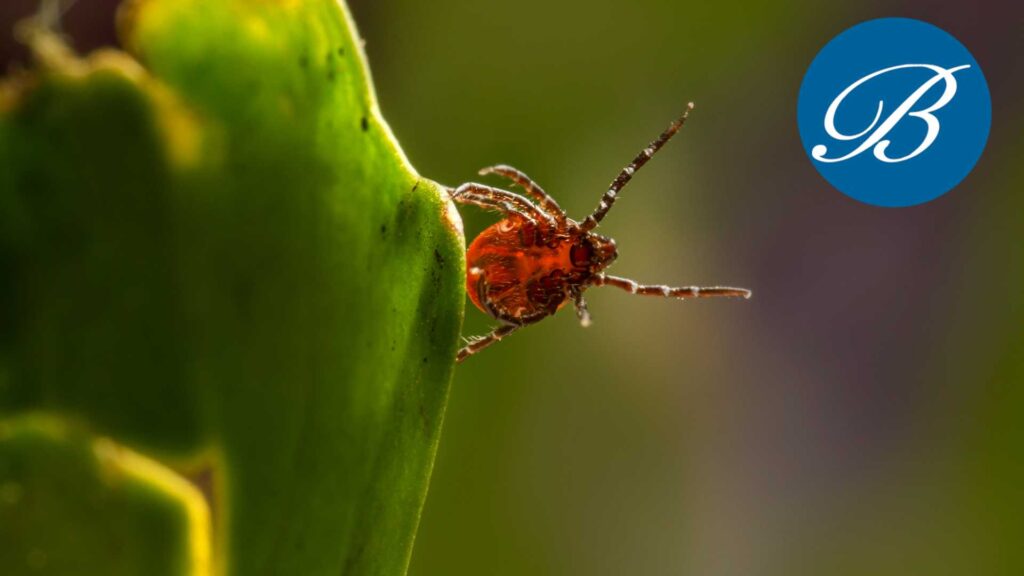 tick on a leaf to explain how our professional flea and tick yard treatment at bellas exterminator