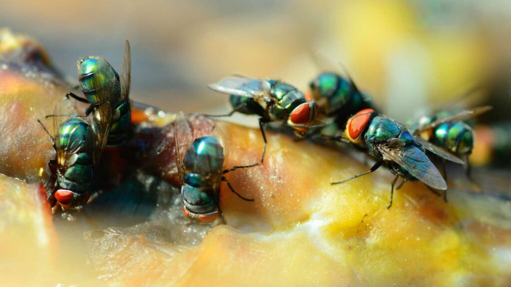 multiple blue flies in house over a orange and black surface to explain how to get rid of them