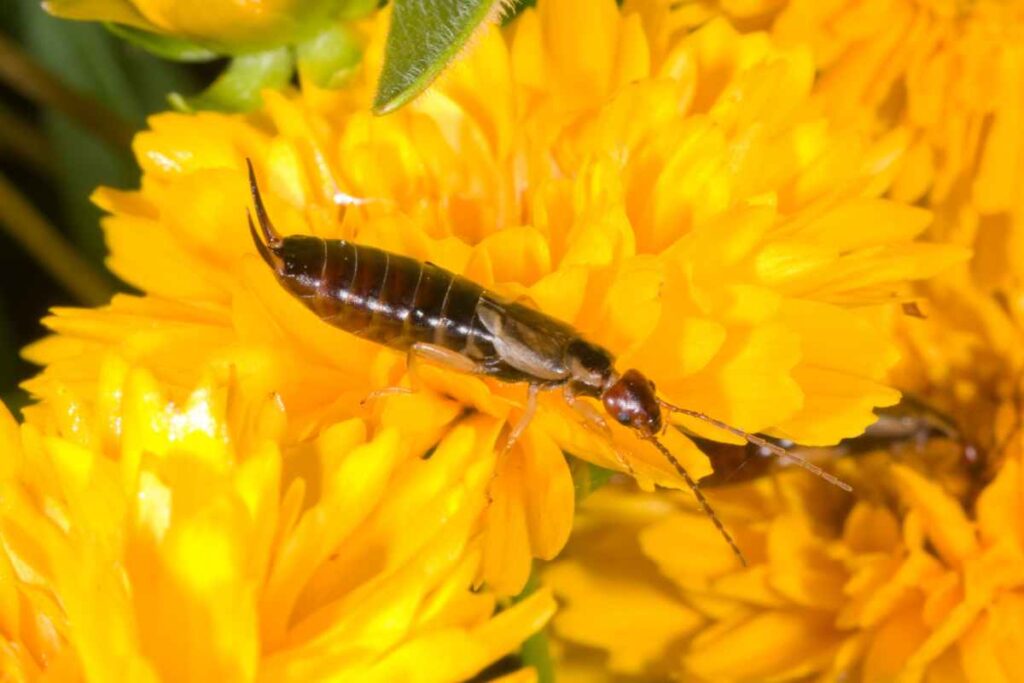 earwig over some dahlias to represent the integrated earwigs management and controlling techniques 