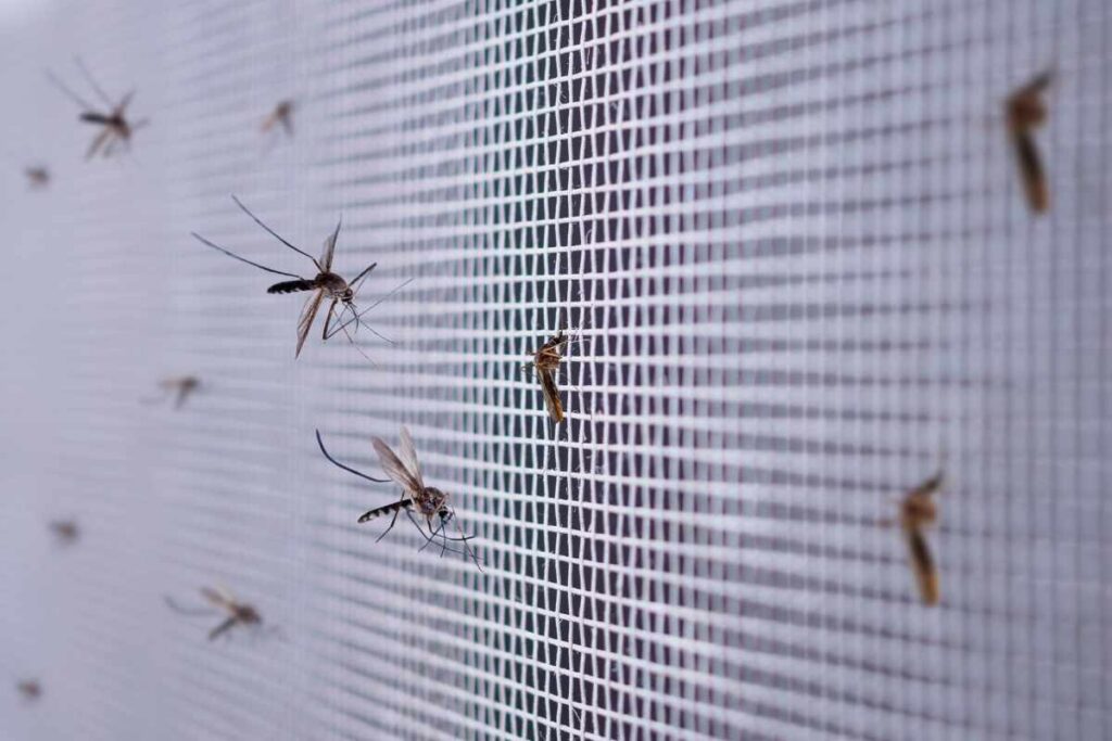 mosquito net in a window to prevent mosquito infestation in house 