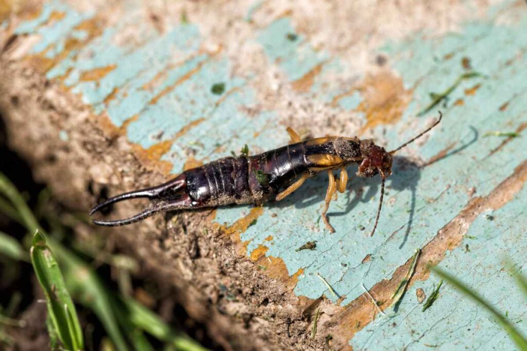 earwig on a wood piece to illustrate preventive measures and organic earwig control