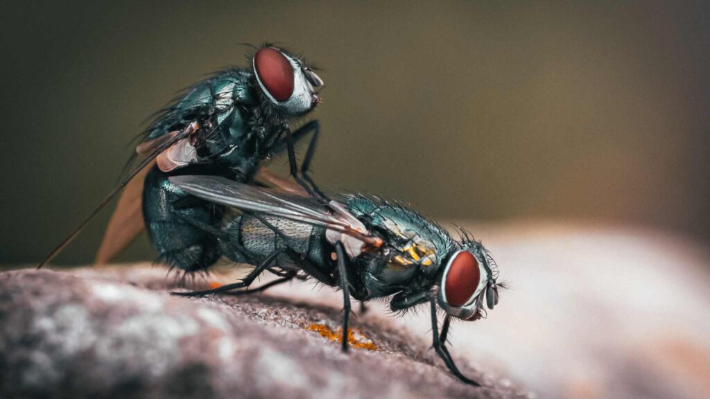 2 blue flies over each other to illustrate how to prevent future infestations of blue flies in house