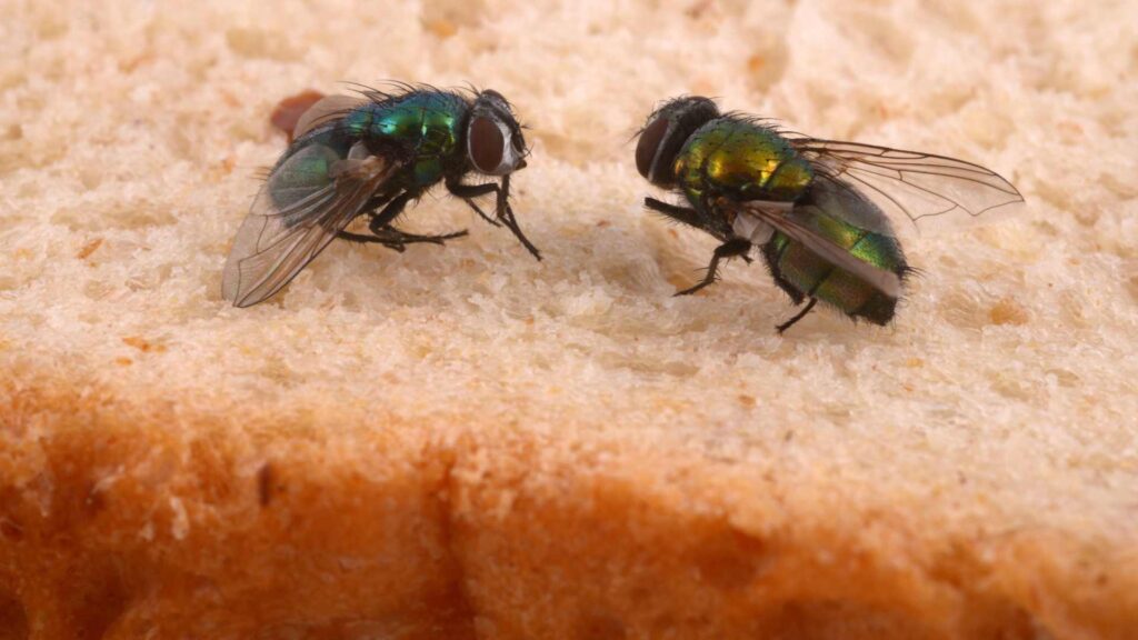 blue and black flies on a bread slice in house to discover why are they attracted to your house