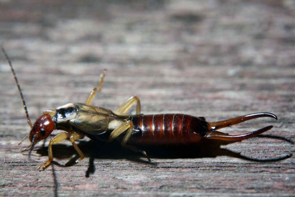 earwig crawling inside a house for organic methids to control them