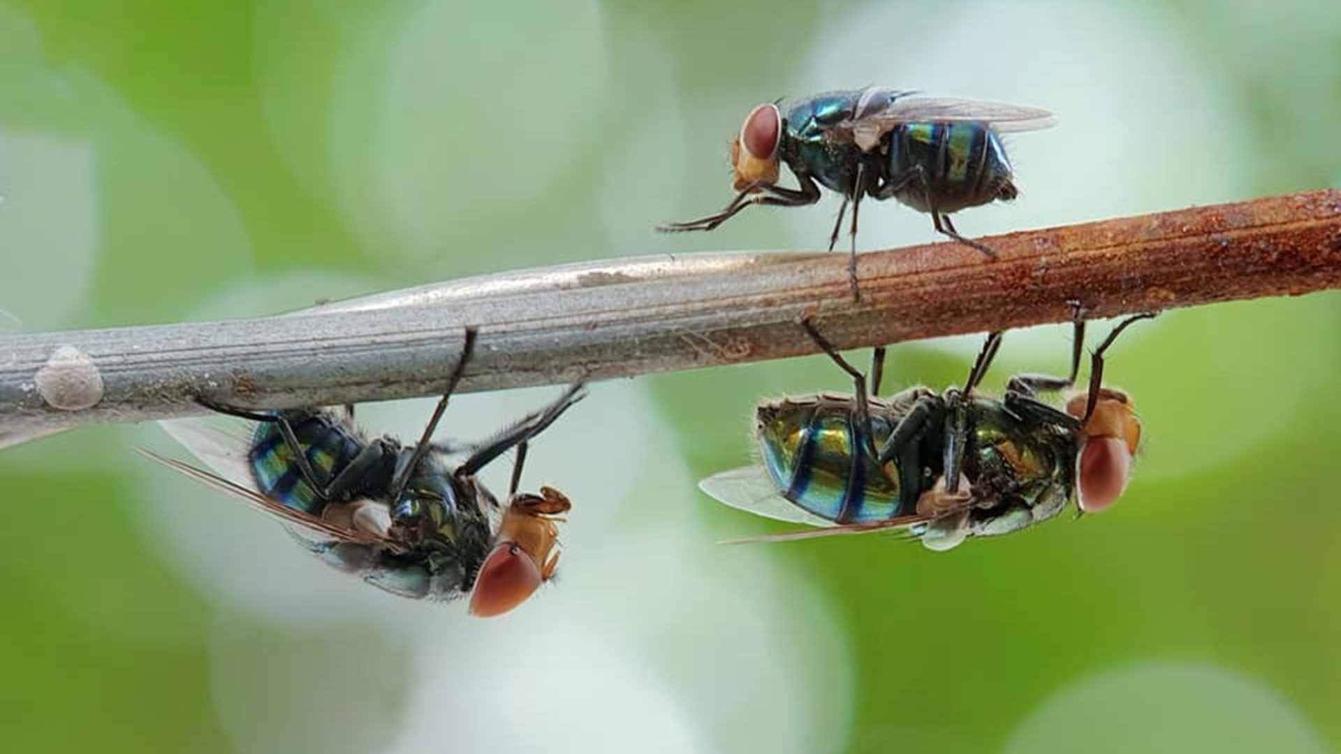 Blue Flies in House: What Attracts Them and How to Stop It