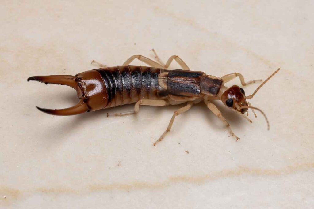 earwig over a sink to answer if earwigs can come up drain