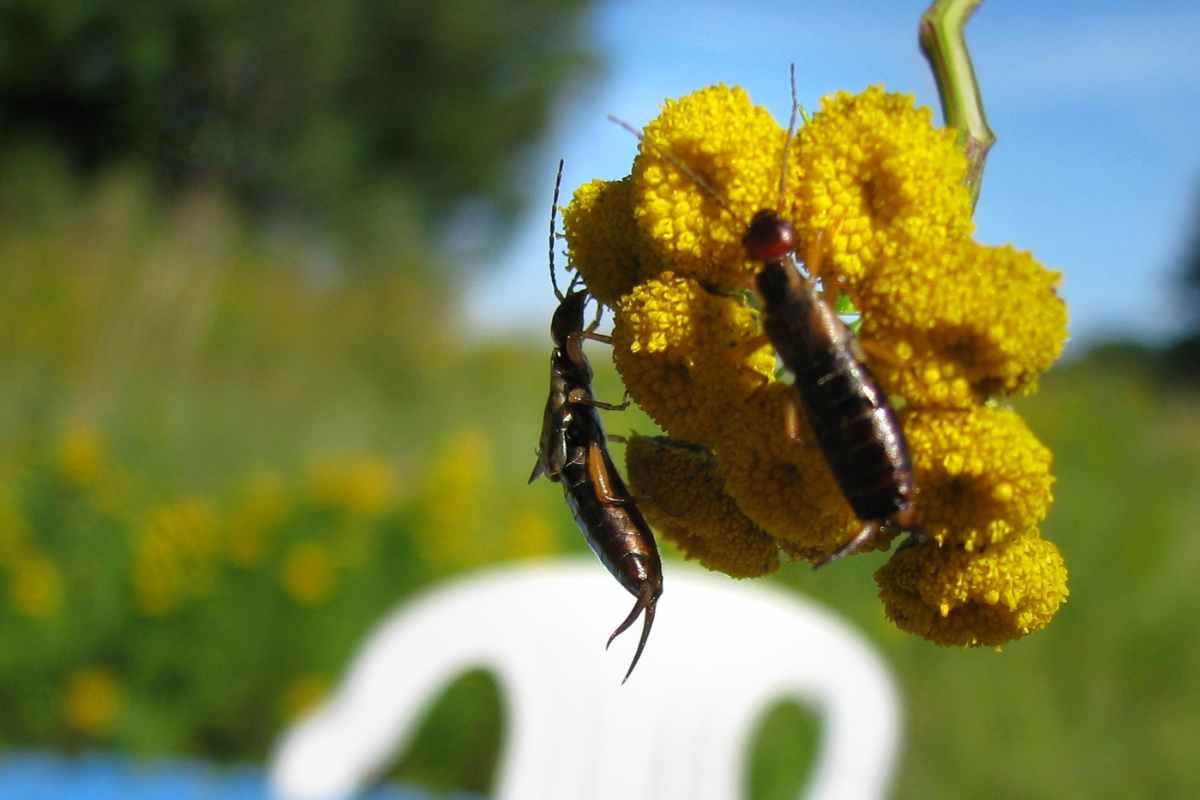 Earwig Bad for Garden? What You Need to Know