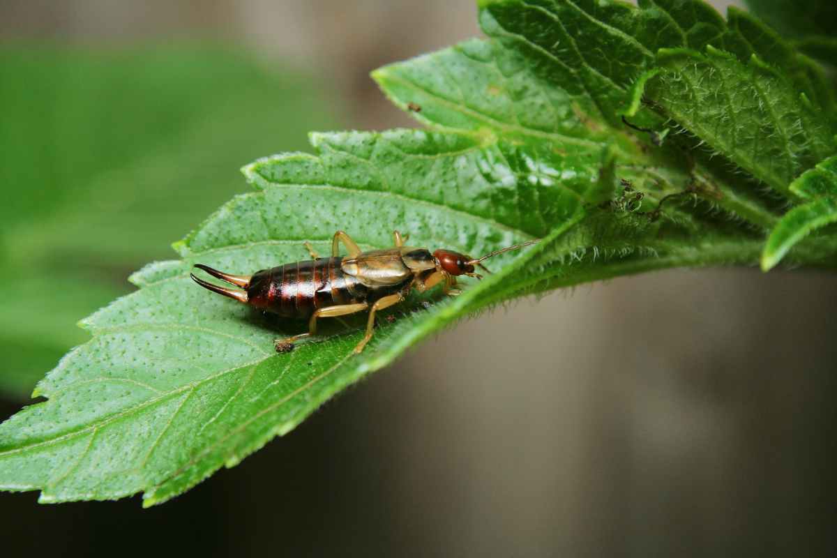 Earwigs Lawn Treatment: How to Protect Your Lawn from Damage