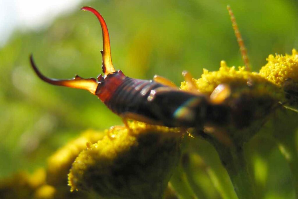 earwig on a flower in the lawn that requires an earwigs lawn treatment