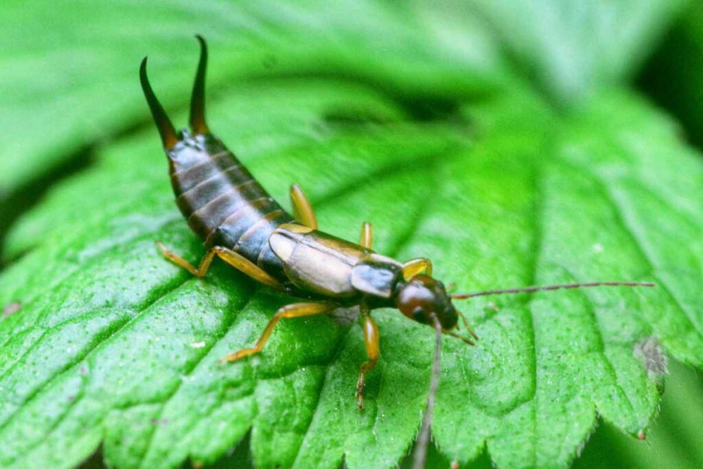 earwig on a leaf to answer how to identify earwig and if they are being bad for your garden