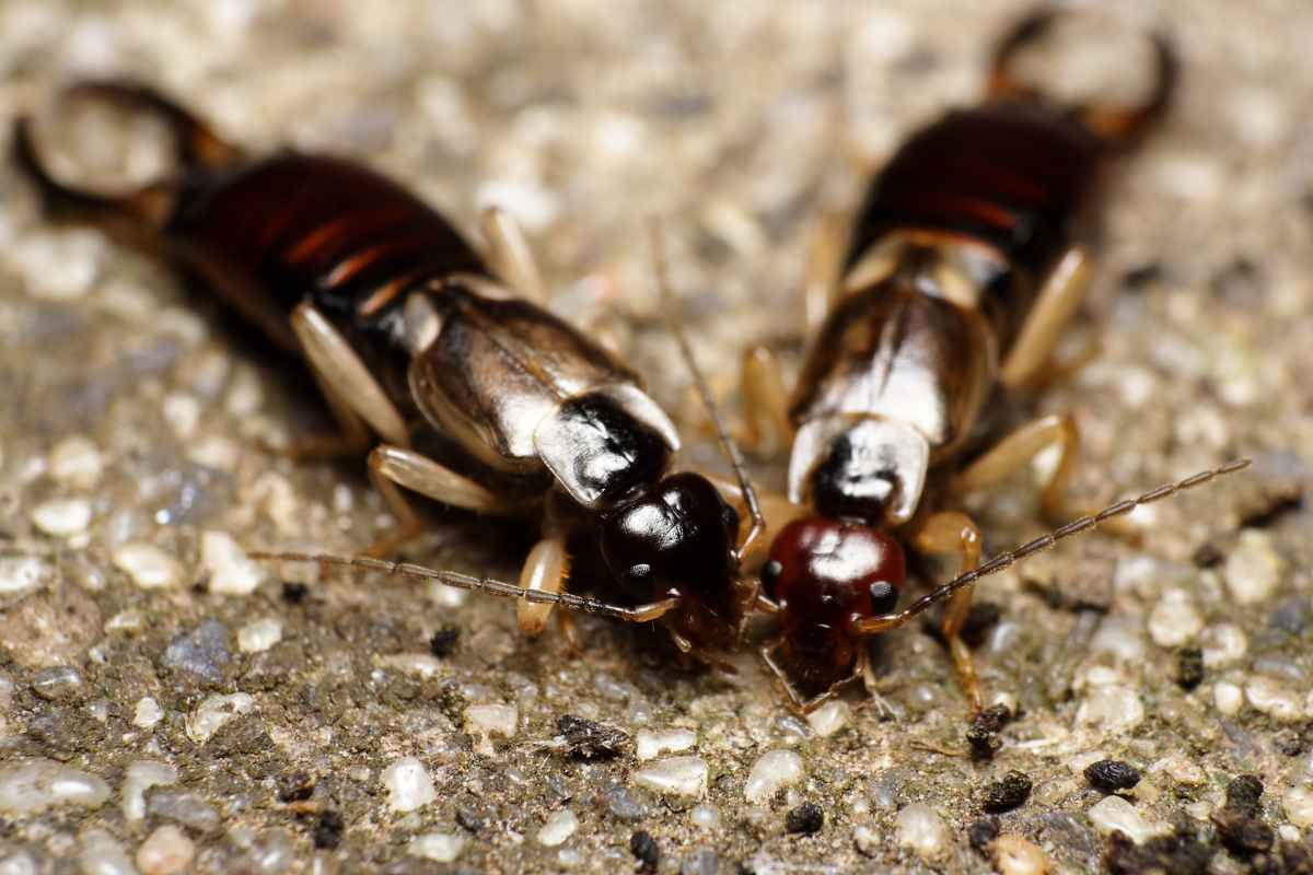 Organic Earwig Control: Eco-Friendly Ways to Keep Pests Away