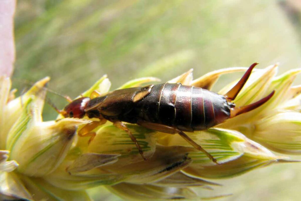 how to prevent earwig damage when they are bad for garden