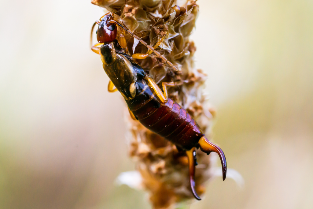 earwigs on a flower for preventive and best treatments.