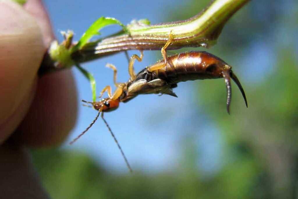 earwig on a branch to talk about preventive measures to keep them out after an earwigs lawn treatment