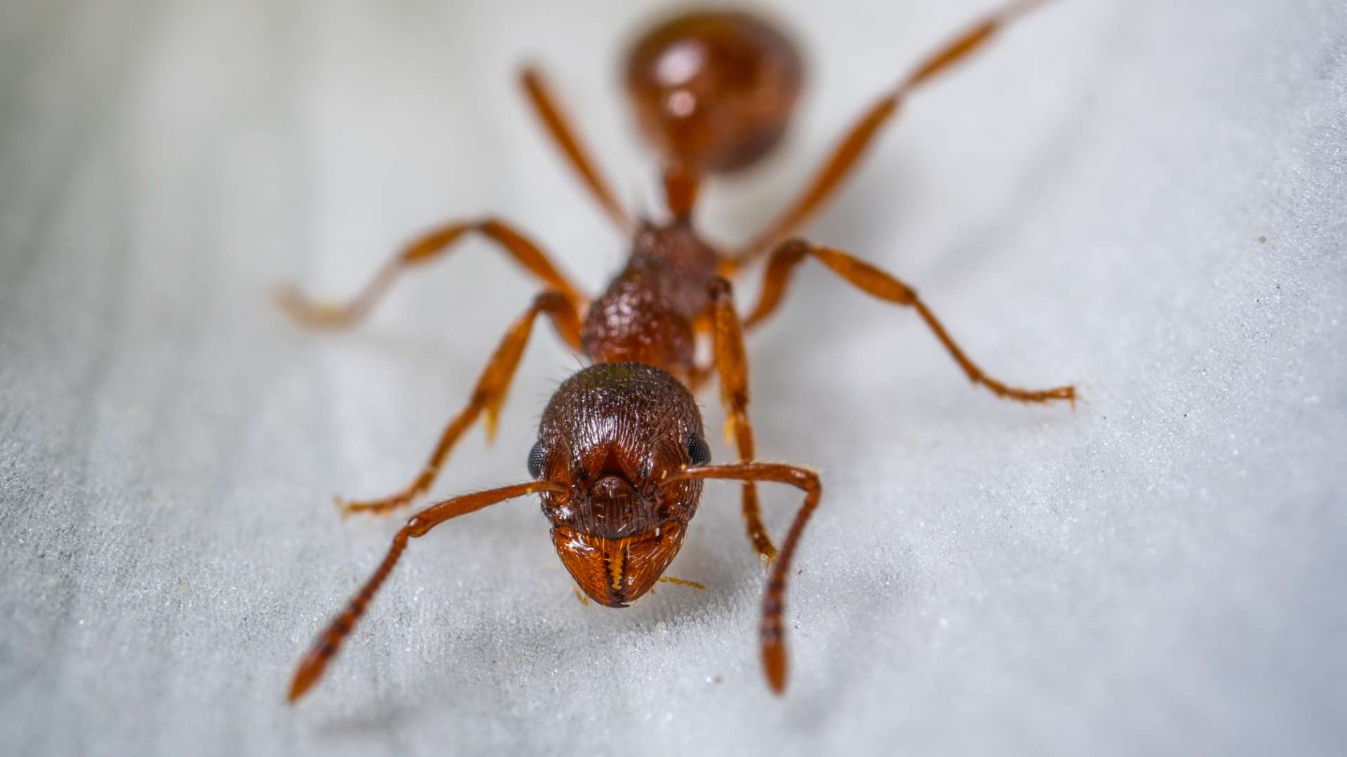 close up pic to an ant to illustrate the common ant spicies found living in walls 