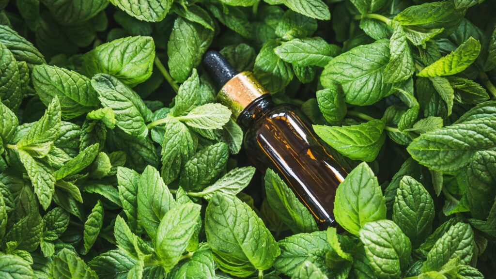 peppermint oil over some mint leaf as an Effective Ways to Stop Ants from Eating My Plants