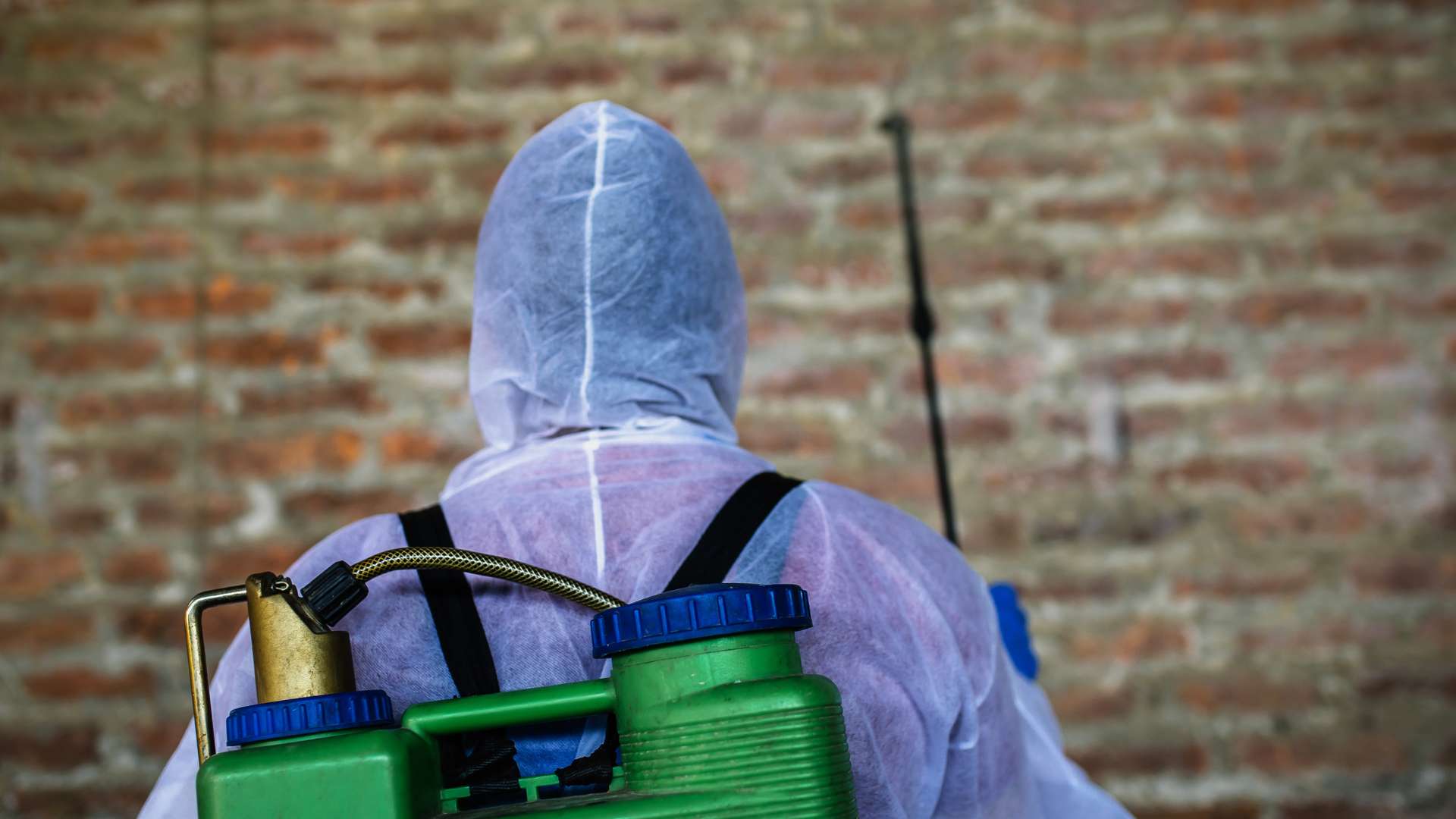 exterminator spraying a wall to get rid of ants