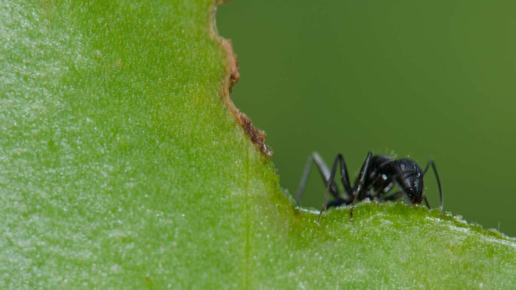 ant eating a plant to illustrate how to identify the damage on plants from ants