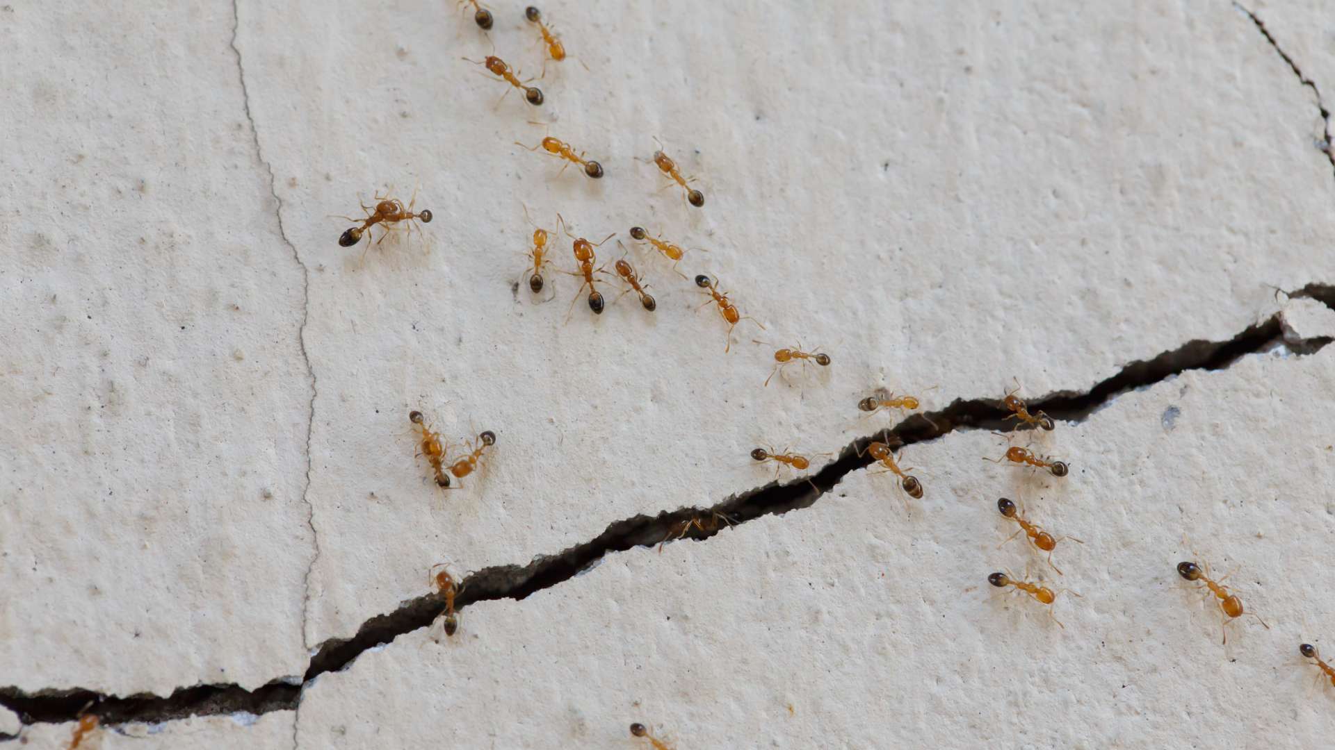 ants living in walls