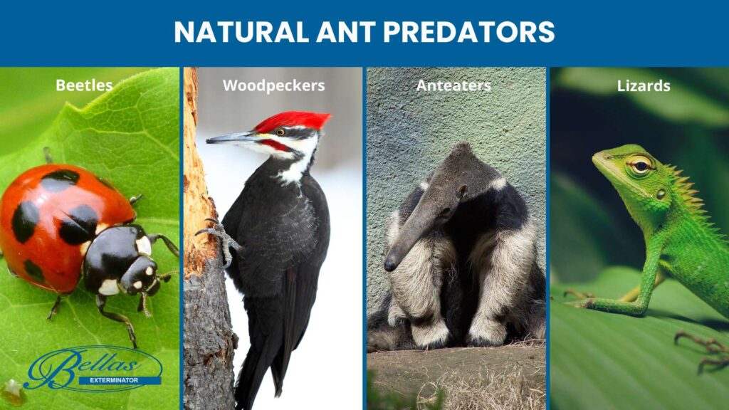 pictures of a ladybug a woodpeeker an anteater and a lizard to illustrate some of the natural predators of ants