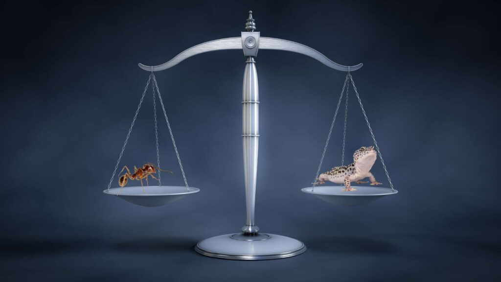 scale with an ant and a lizard to represent the balance between ants and their natural predators