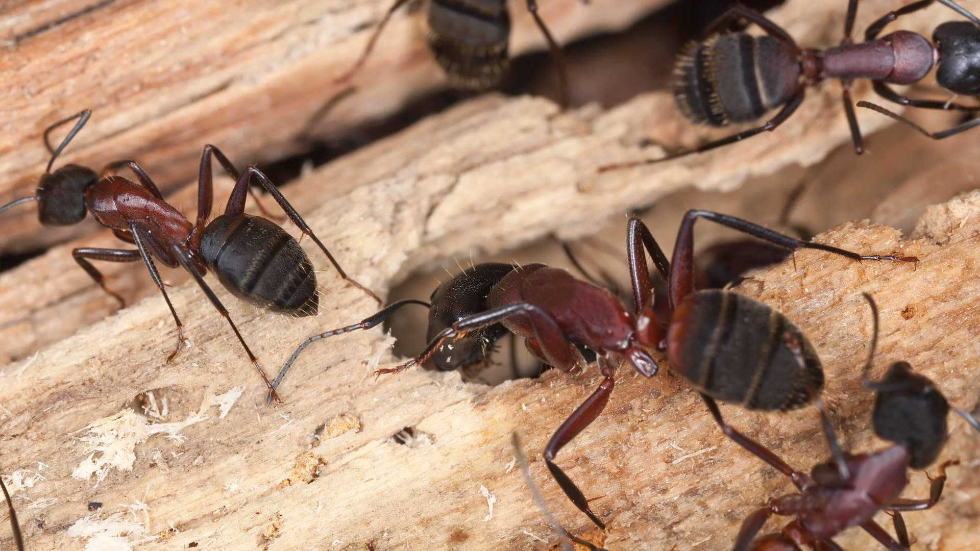 Does Cinnamon Kill or Repel Ants