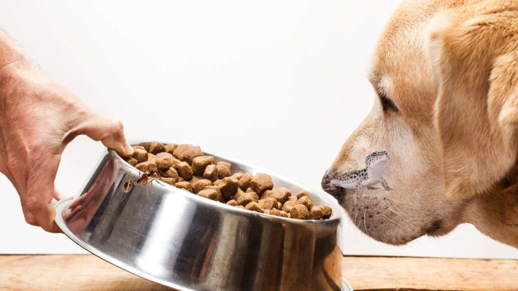 ant climbing the dog plate looking for food and how to stop them