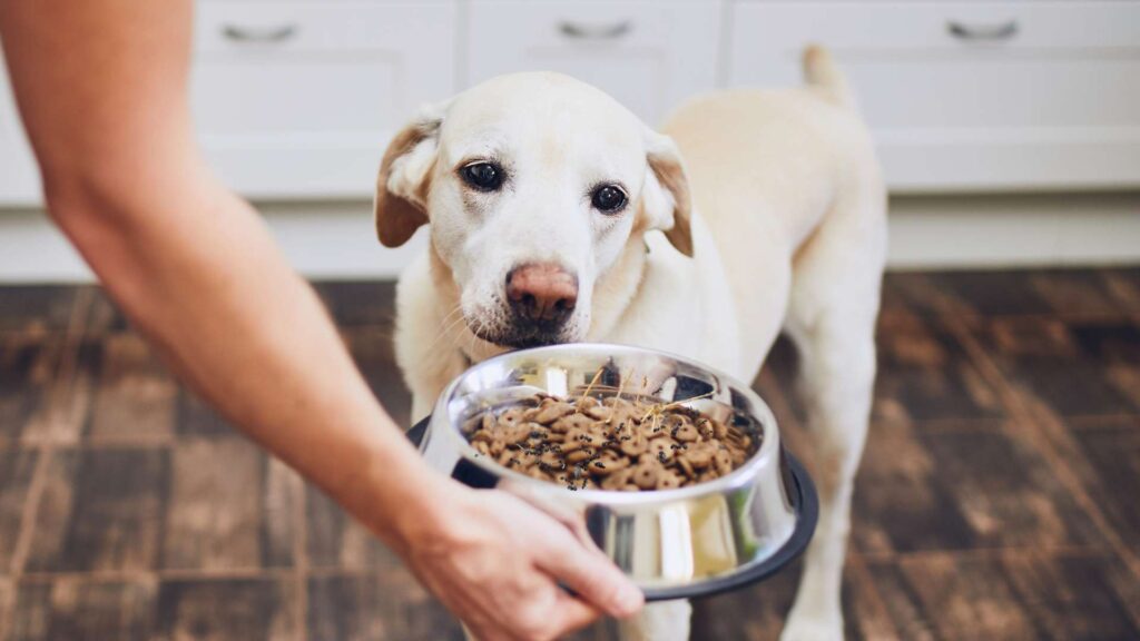 person taking out the dog food from the dog cuz there where ants that keep getting in