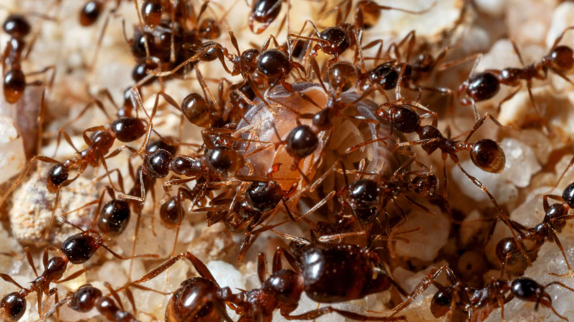 Ants Keep Getting in Dog Food: Top Tips to Keep Them Out