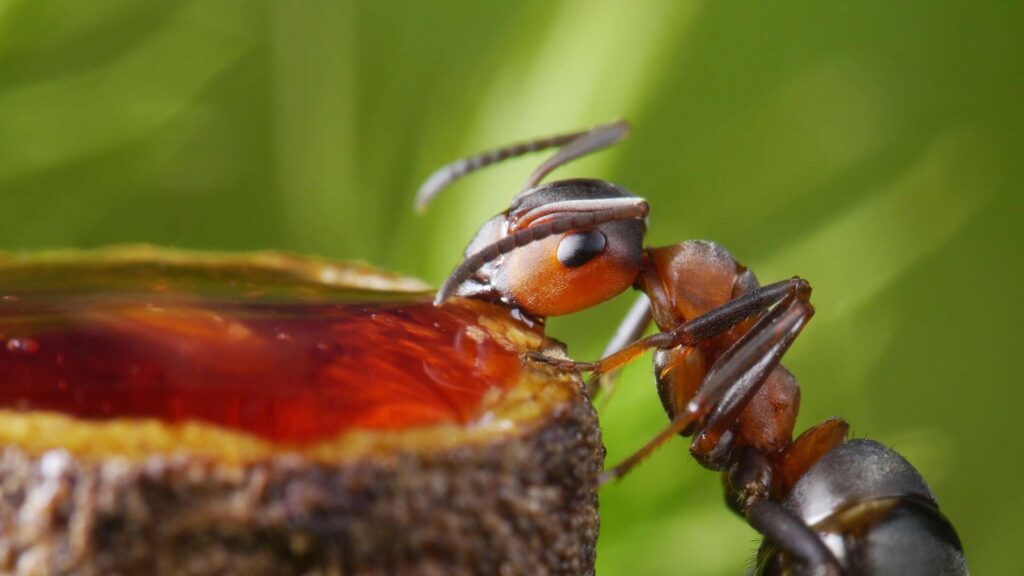 close up to a brown ant eating something on a rock 