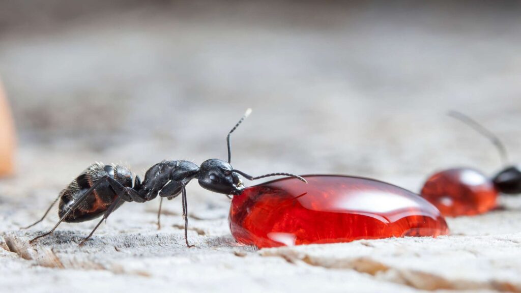 black ants eating some red jelly on the floor