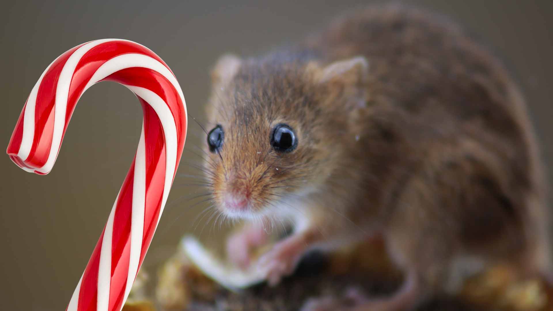 mice hate peppermint