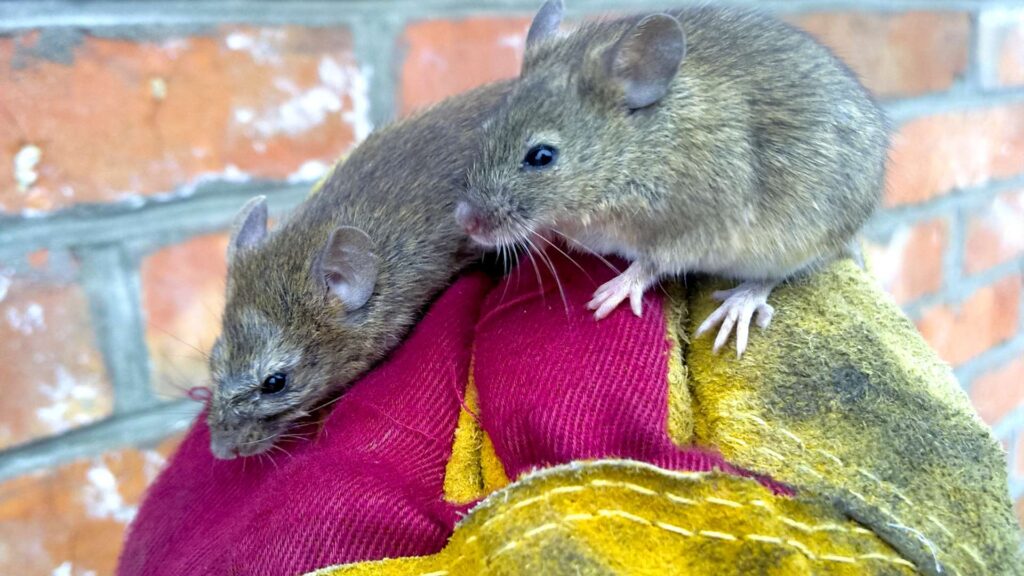 mice living in a couch outisde and the risk associated with that