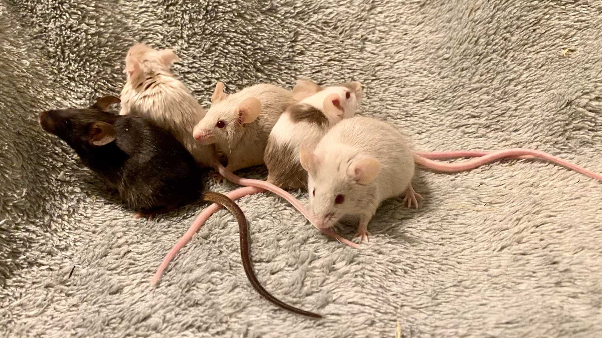 mice of different colors on a cloth cuz they are not eating the poison baits