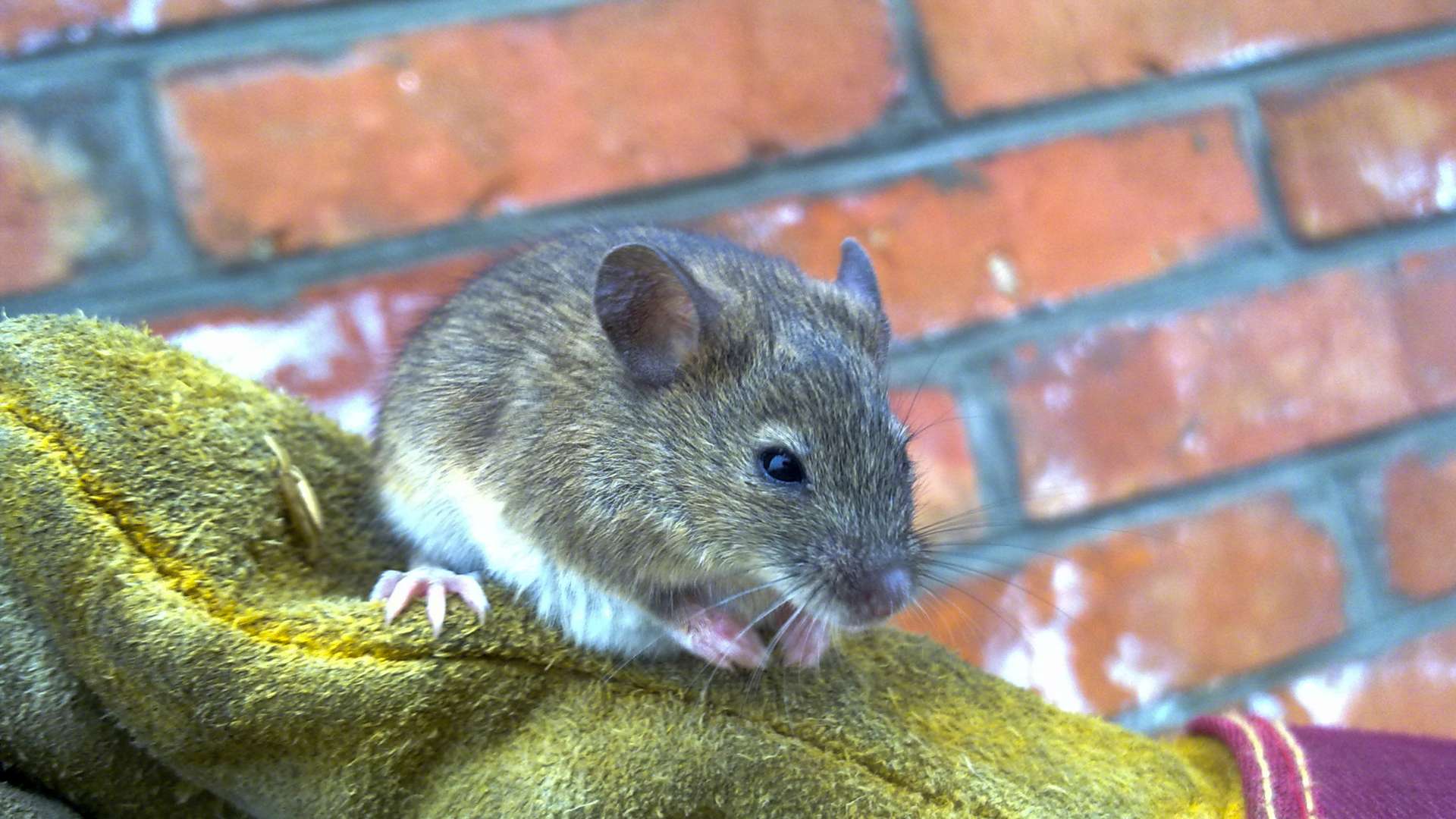 mice living in couch