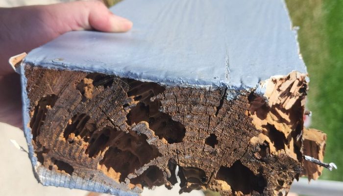 piece of wood from the rooftop damaged by termites inspected by our professional pest control worker